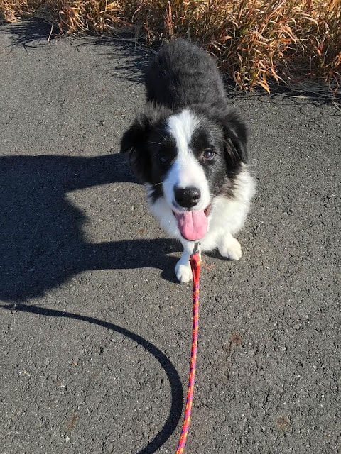 子犬が笑顔でこちらを見ている様子.