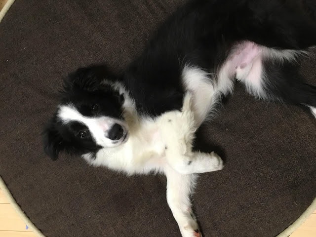 子犬がリラックスして寝ている様子.