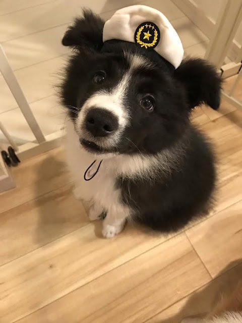 子犬が白い帽子をかぶっている写真.