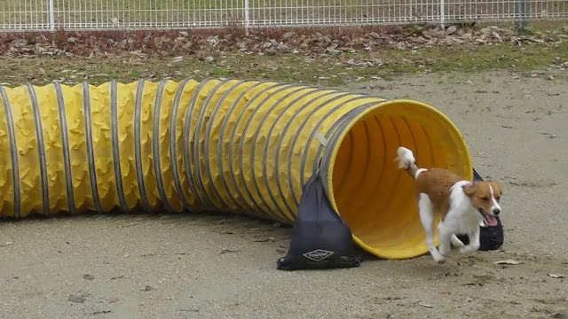 子犬が黄色のトンネルをくぐる瞬間を捉えた写真.