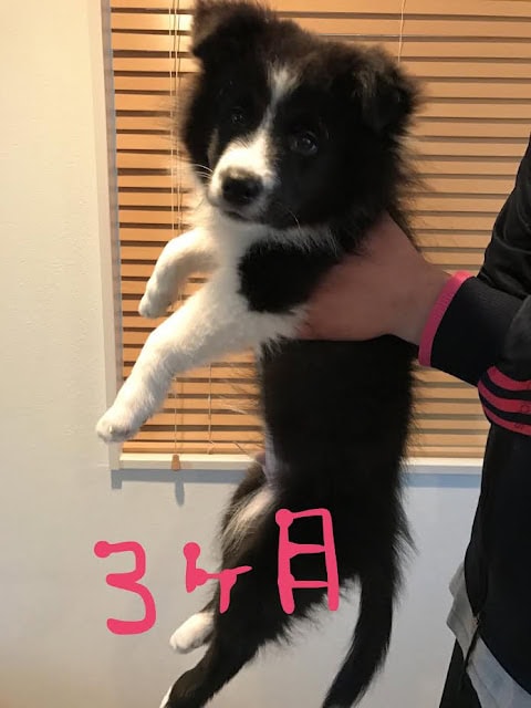 子犬を抱く手と背景の木製ブラインド.