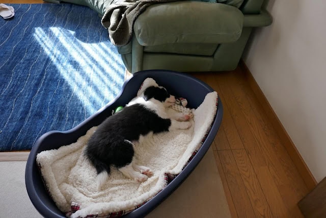 ペット用ベッドでくつろぐ子犬の様子.