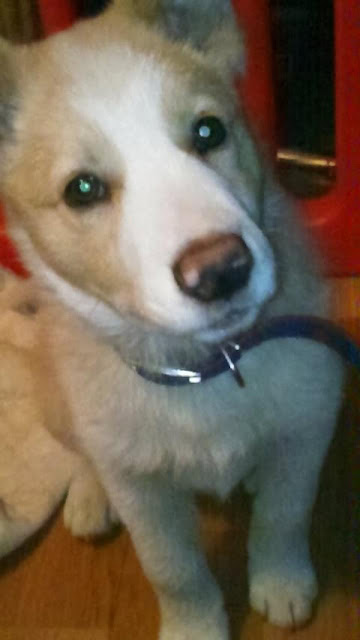 子犬のアップ写真、優しい目とふわふわの毛並みが魅力的です.