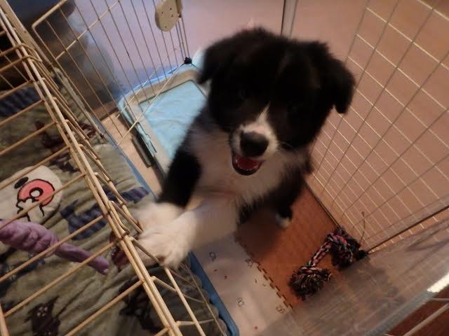 子犬がケージの柵に前足を乗せて遊んでいる様子.