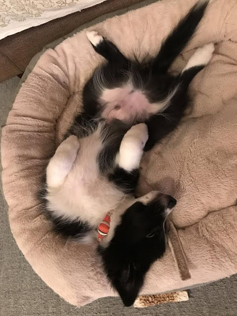 子猫のリラックスした寝姿の写真です。.