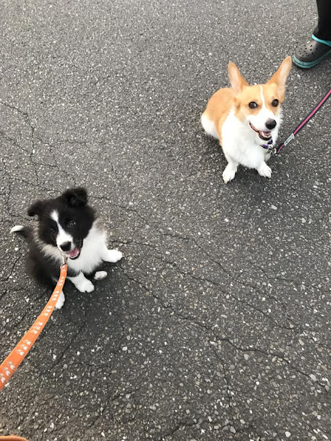 コーギーと子犬が舗装道路を散歩している様子.