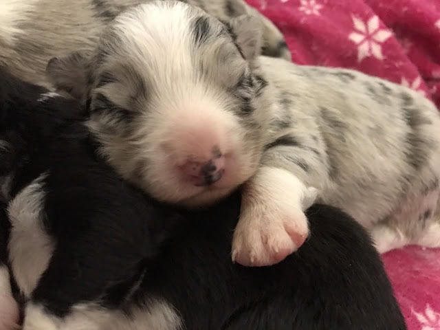 子犬のかわいい寝顔とふわふわの毛並み.