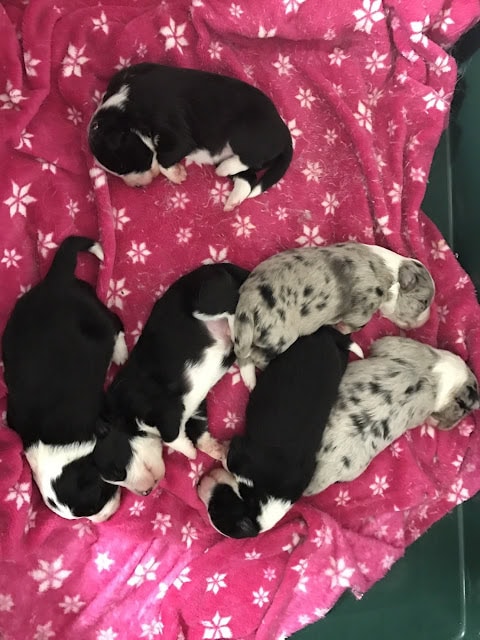 子犬たちがピンクの毛布の上で眠っている写真.