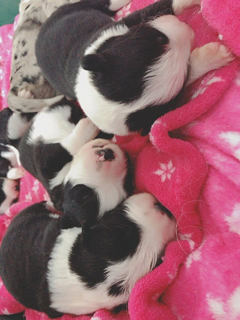 子犬たちがピンクの毛布の上で眠る様子.