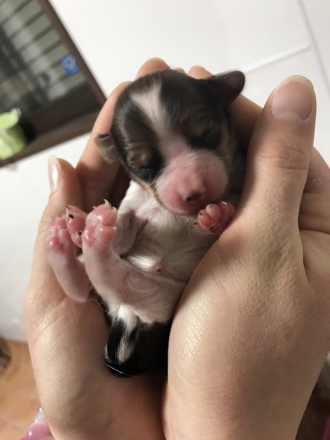 子犬の赤ちゃんが手のひらで眠る様子.