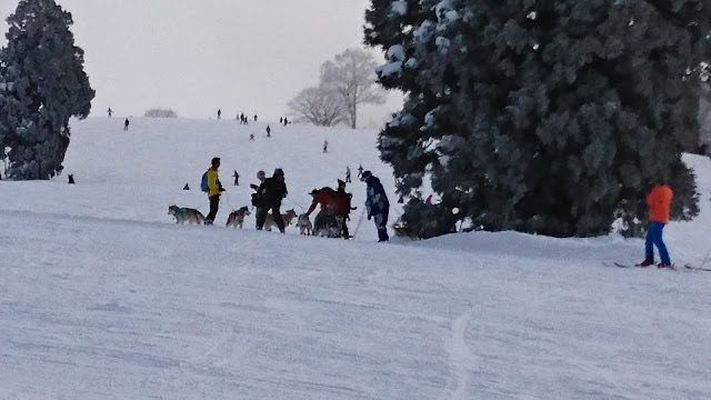 雪の中でスキーを楽しむ人々と馬の引くそりの風景.
