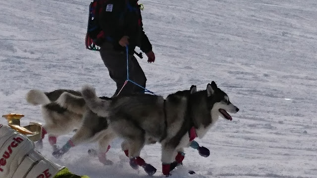 雪上を走るハスキー犬とスキーヤーの犬ぞり体験.
