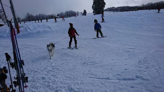 子供たちがスキーを楽しむ様子と犬も一緒に雪の中を散策しています.