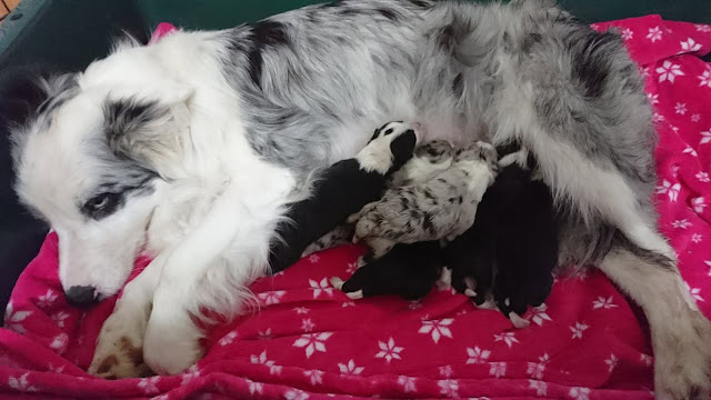 ボーダーコリーの赤ちゃんと母犬の親子の写真.
