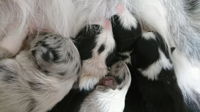 ボーダーコリーの子犬たちが母親のそばで眠る様子.