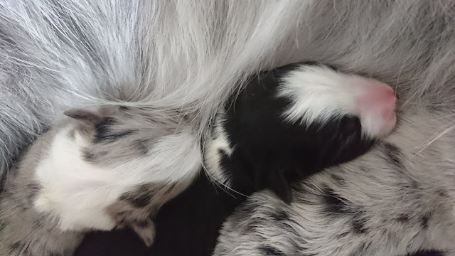 母犬と子犬が寄り添うかわいい瞬間を捉えた画像です。.