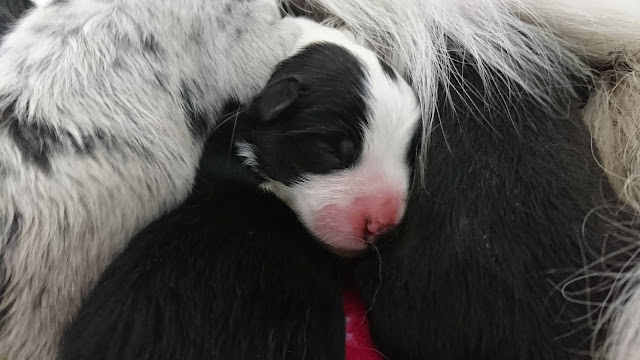 小さなボーダーコリーの赤ちゃんが母犬に抱かれて眠る姿.