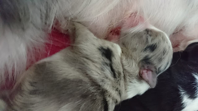 赤ちゃんボーダーコリーが母親のそばで眠る様子.