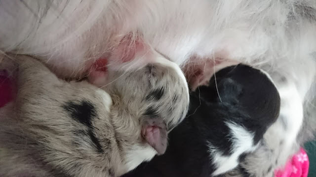 ボーダーコリーの子犬たちが寄り添って眠る様子.