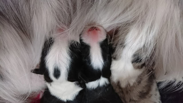 母犬と子犬のかわいい親子ショット.
