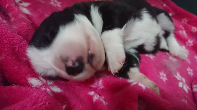 子犬の赤ちゃんが眠っている様子.