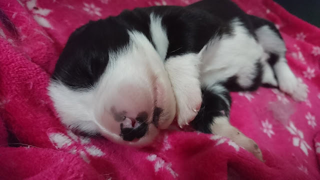 子犬たちがかわいく眠る姿を捉えた写真です。.