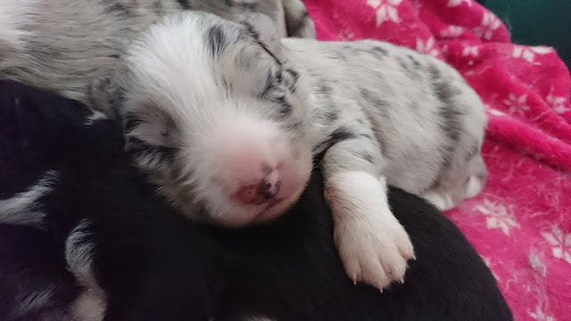 子犬のかわいい寝顔とふわふわの毛並みを紹介します。.