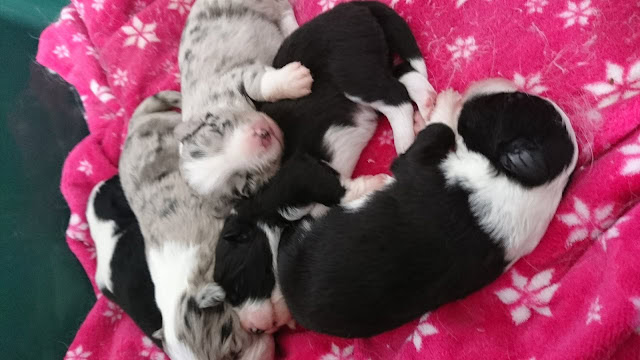 子犬たちがピンクの毛布の上で眠るかわいいシーン.