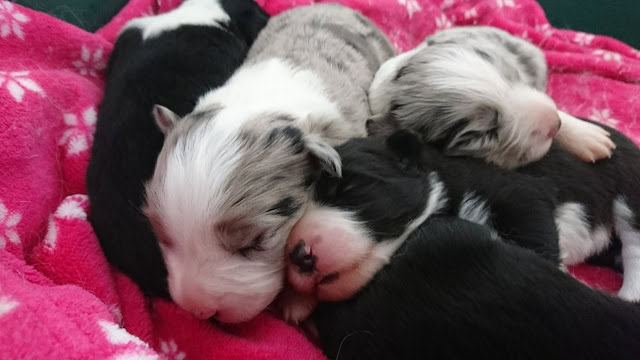 子犬たちが眠るかわいい瞬間を捉えた写真です。.