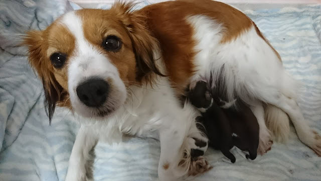 子犬と母犬のかわいい瞬間を捉えた写真です。.