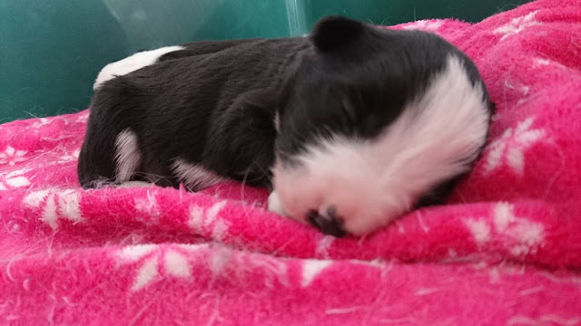 子犬のかわいい寝顔とふわふわの毛布.