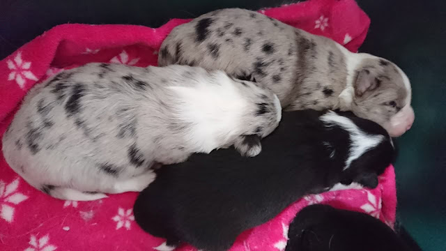 子犬たちが毛布の上で眠る姿.