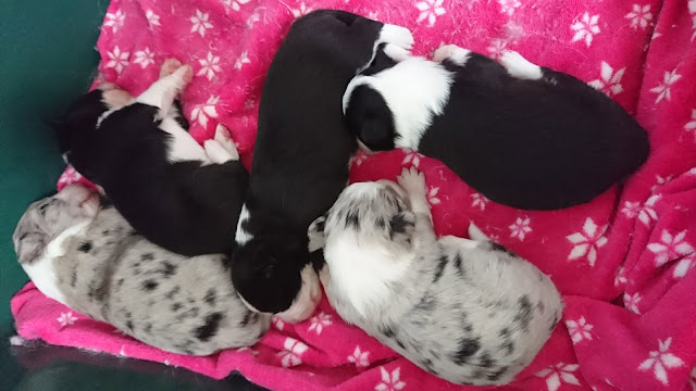 子犬たちがピンクの毛布の上で眠る様子.