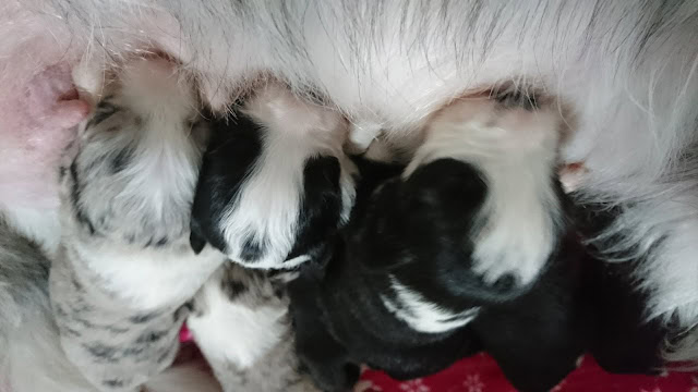 母親と子犬たちの愛らしい瞬間を捉えた写真です。.