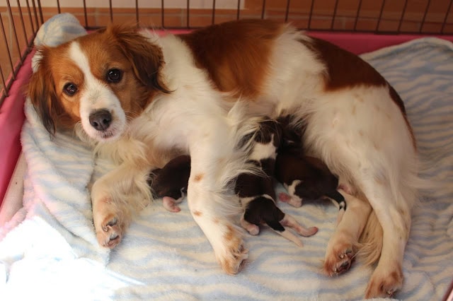 母親と子犬たちの幸せな瞬間.