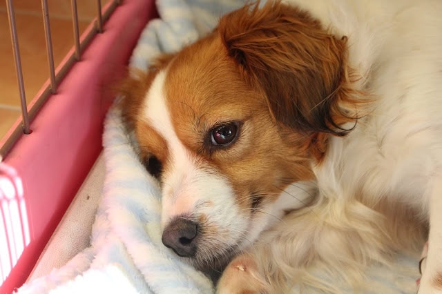 子犬がケージで休んでいる様子.