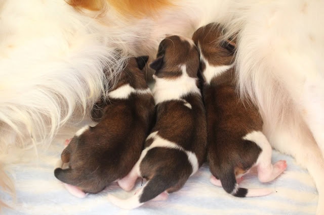 母親の母乳を飲む子犬たち.