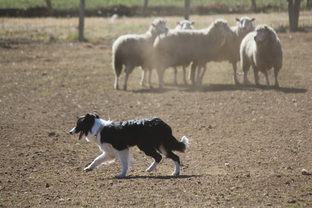 牧羊犬の子犬たちと遊ぶシープドッグの写真です。.