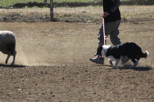 羊を誘導するシープドッグと子犬たち.