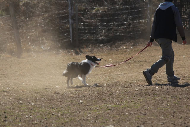子犬とシープドッグが広場で遊ぶ様子.