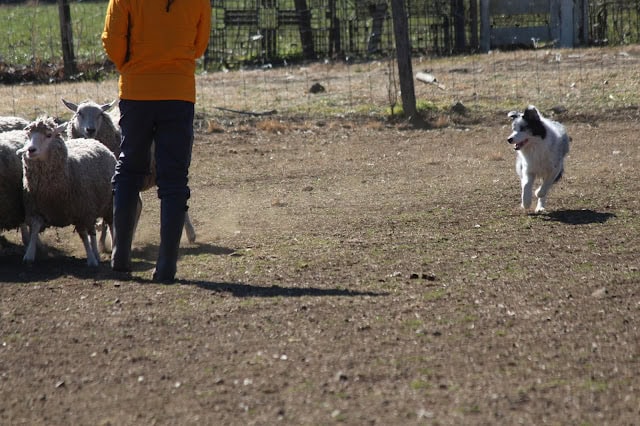 群れの羊とシープドッグの散歩風景.