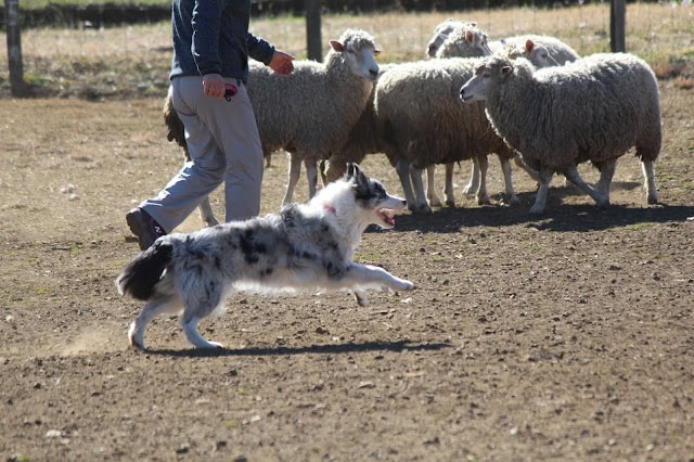 羊と遊ぶ子犬とシープドッグの風景.