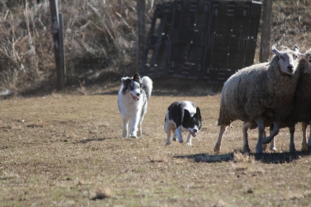 犬と羊の群れの風景、牧場で遊ぶ子犬たちとシープドッグ.