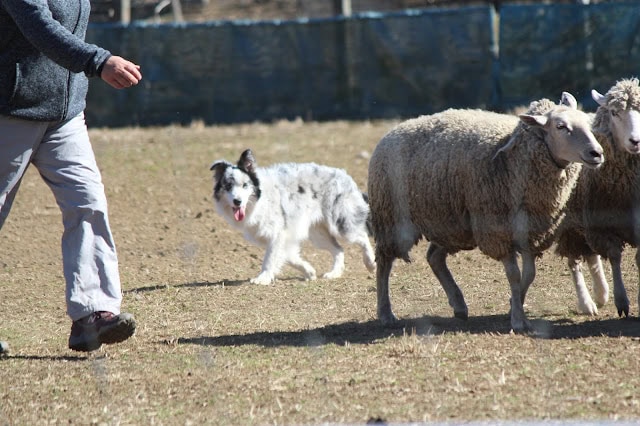 シープドッグの子犬と飼い主の人が牧場で遊ぶ様子.
