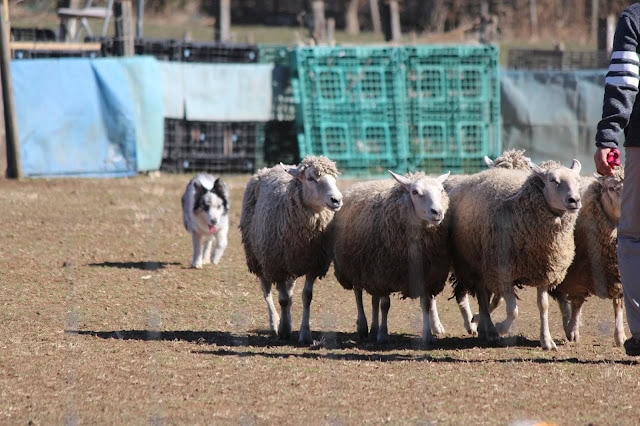 羊とシープドッグの子犬たちが牧場で遊んでいます.