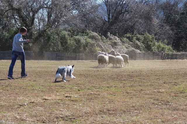 子犬とシープドッグが一緒に遊びながら訓練している様子.