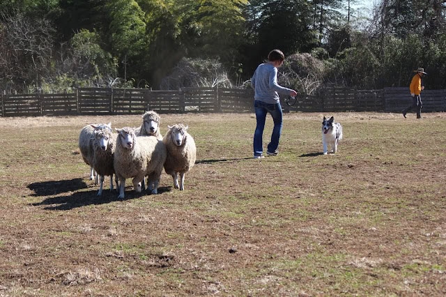 羊とシープドッグが広いフィールドで訓練されています。.