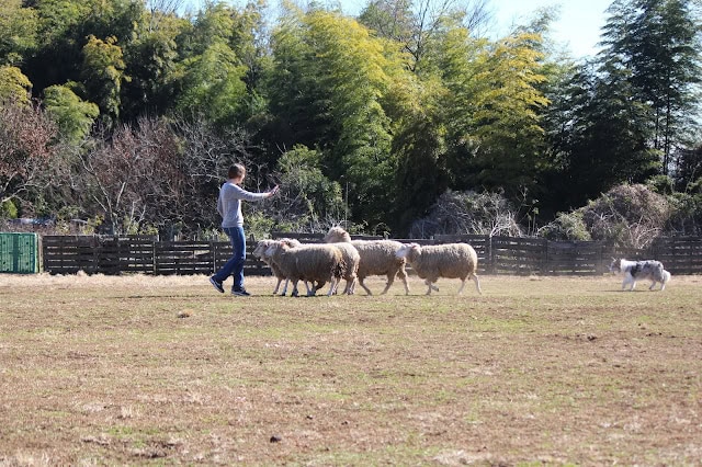 羊と遊ぶシープドッグと飼い主の風景の写真です。.