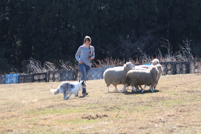 羊とシープドッグと女性の風景.