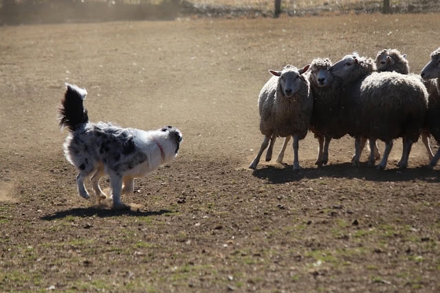 羊と遊ぶシープドッグの子犬たちの様子.